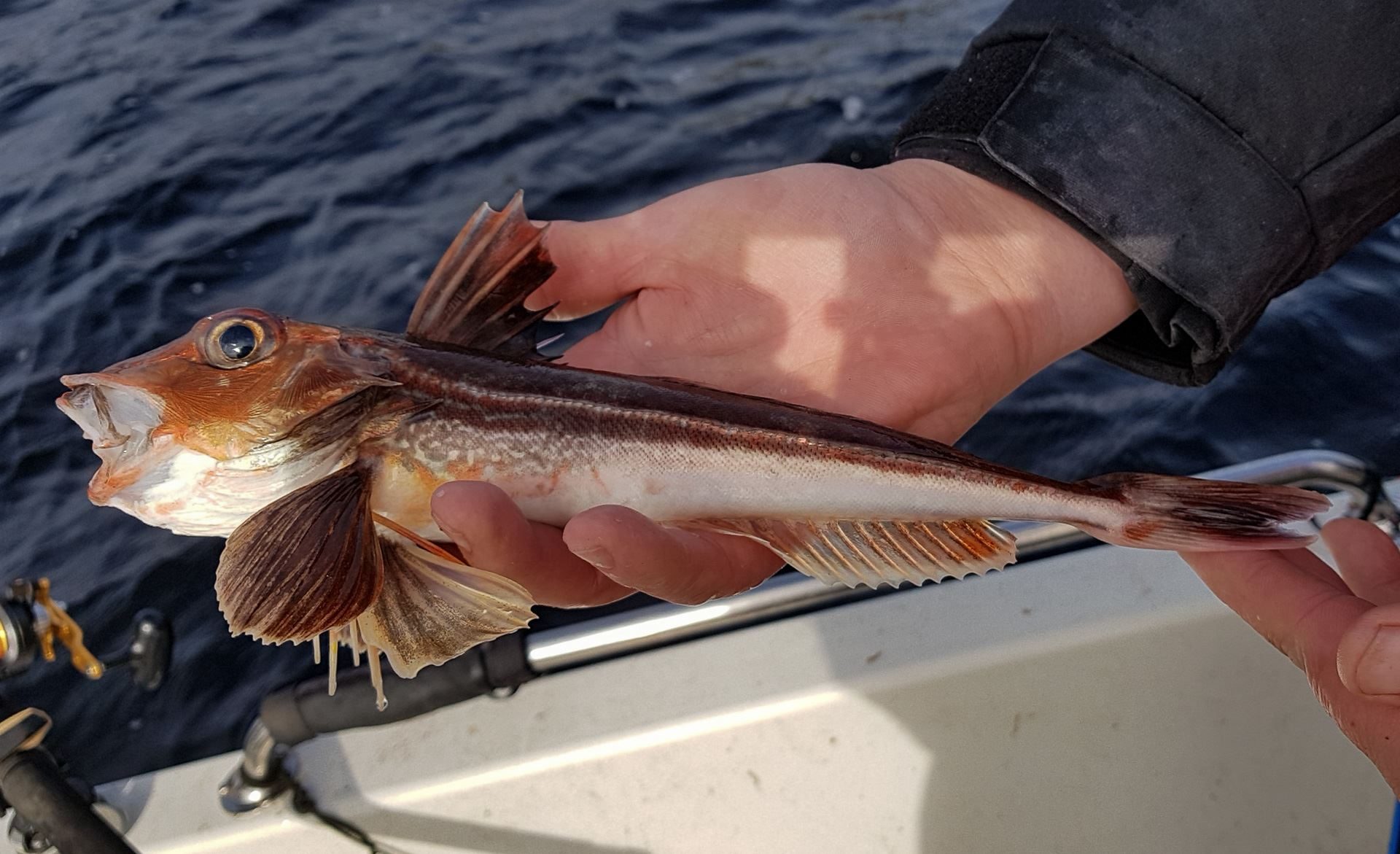 Nice sized Grey Gurnard from Loch Etive