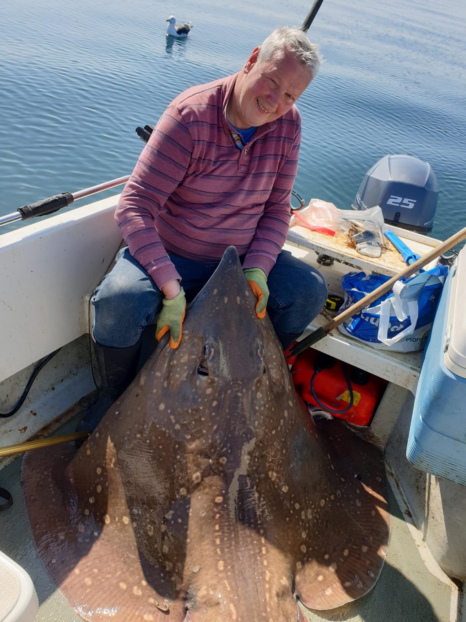 Common skate aboard my dinghy