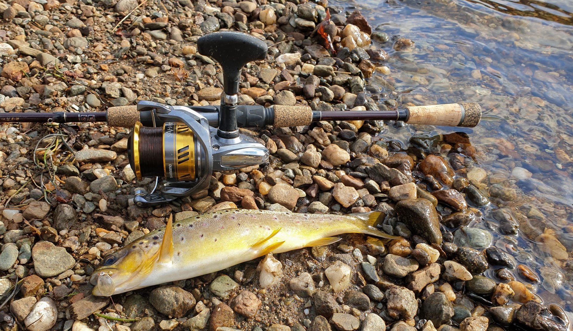 A beautiful golden coloured brown trout from Loch Lubnaig