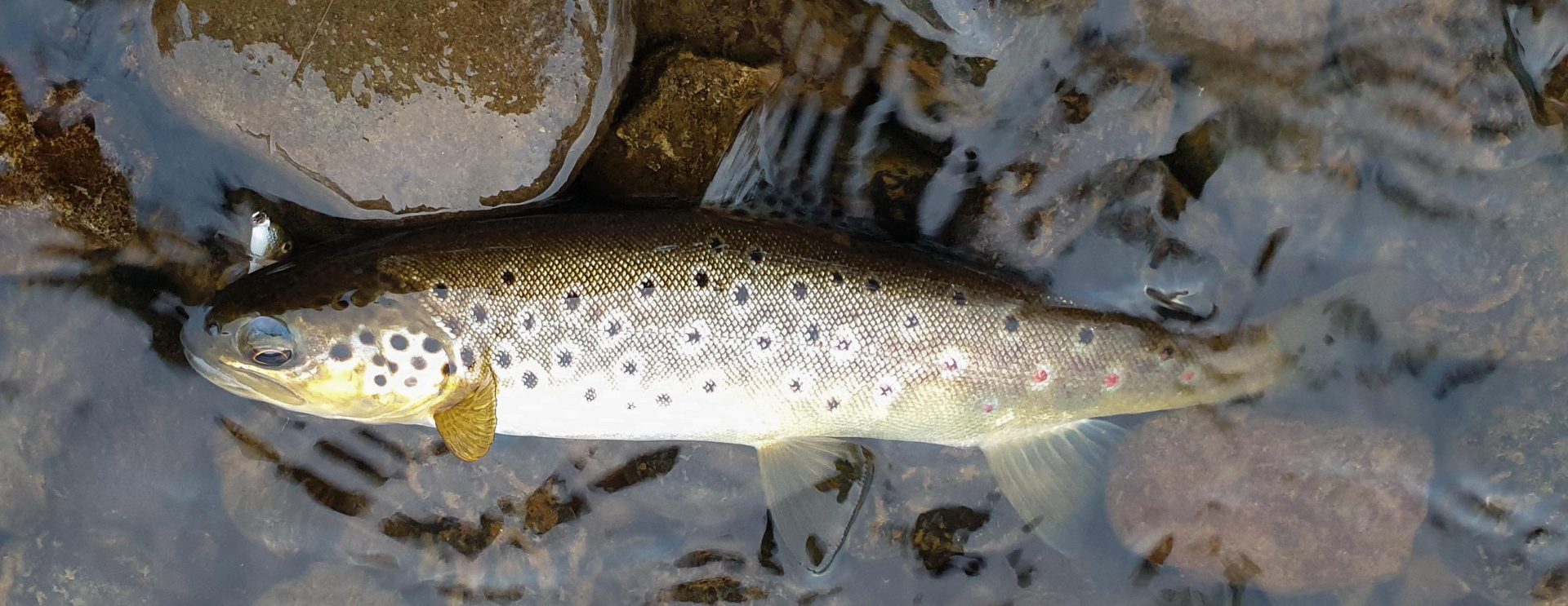 This brown trout took a small Rapala lure