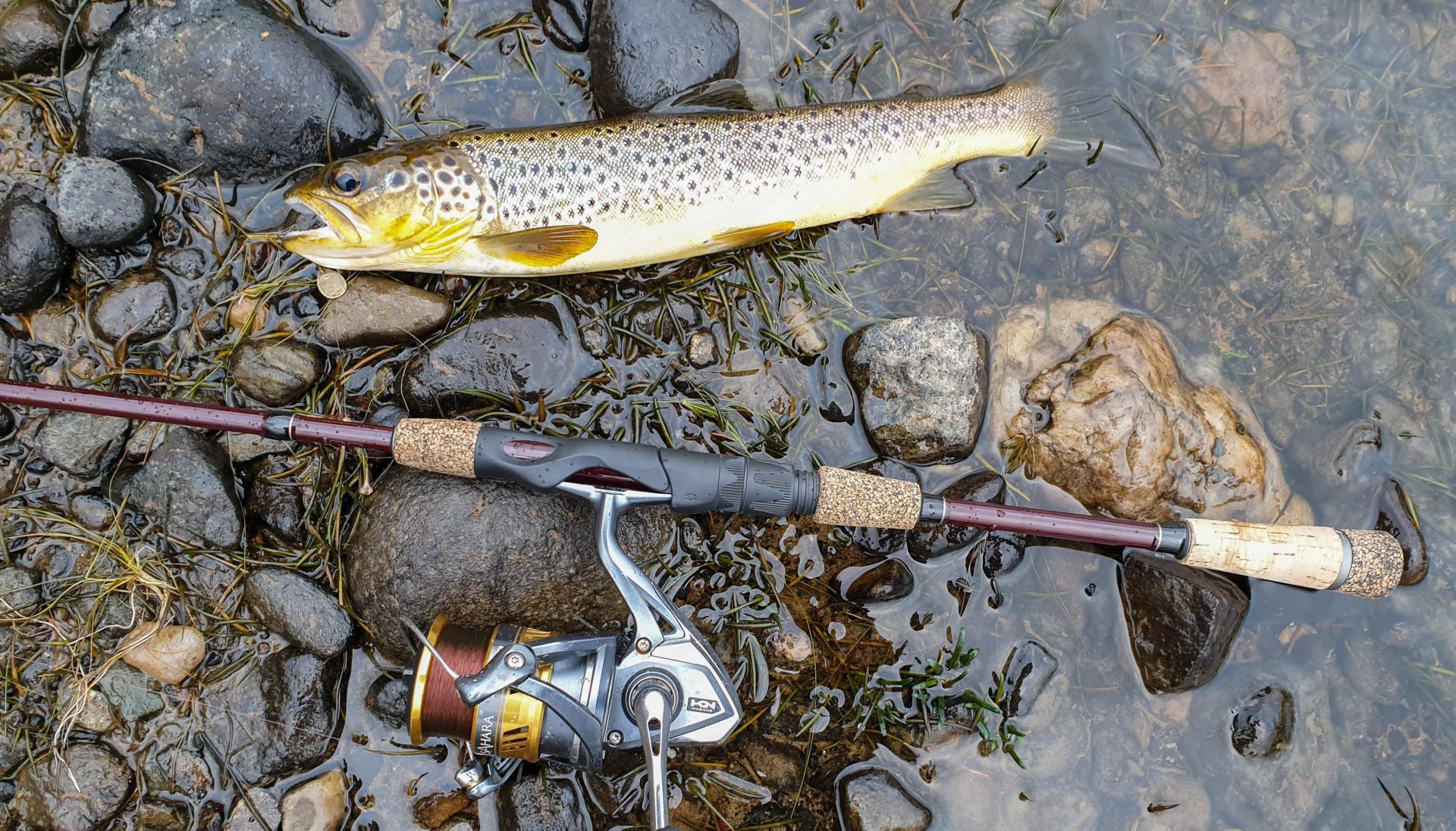 A thin but pretty brown trout from Loch Lubnaig