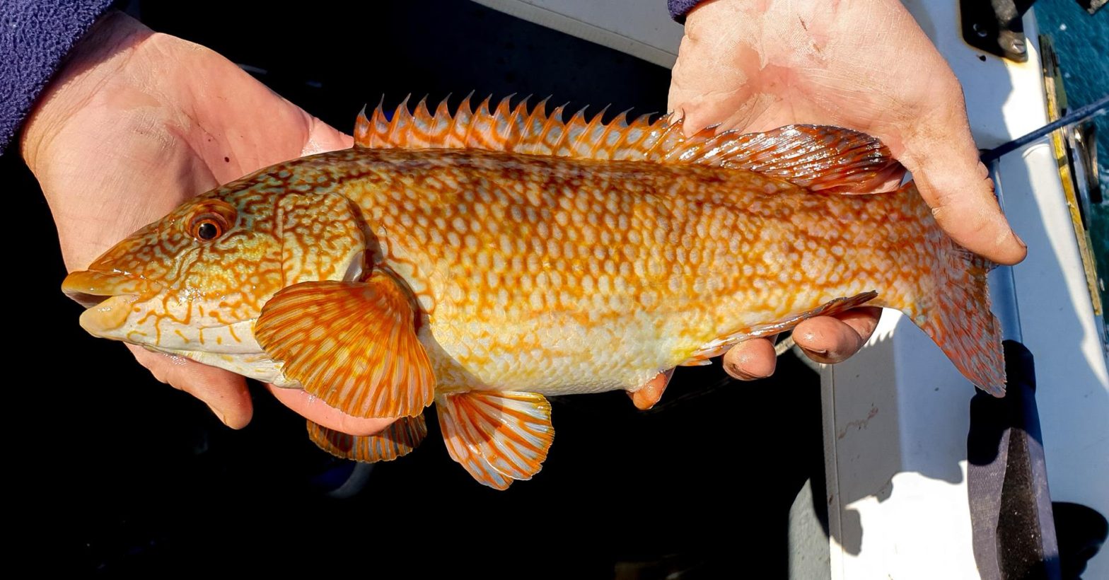 Beautifully coloured Ballan Wrasse from St. Andrews