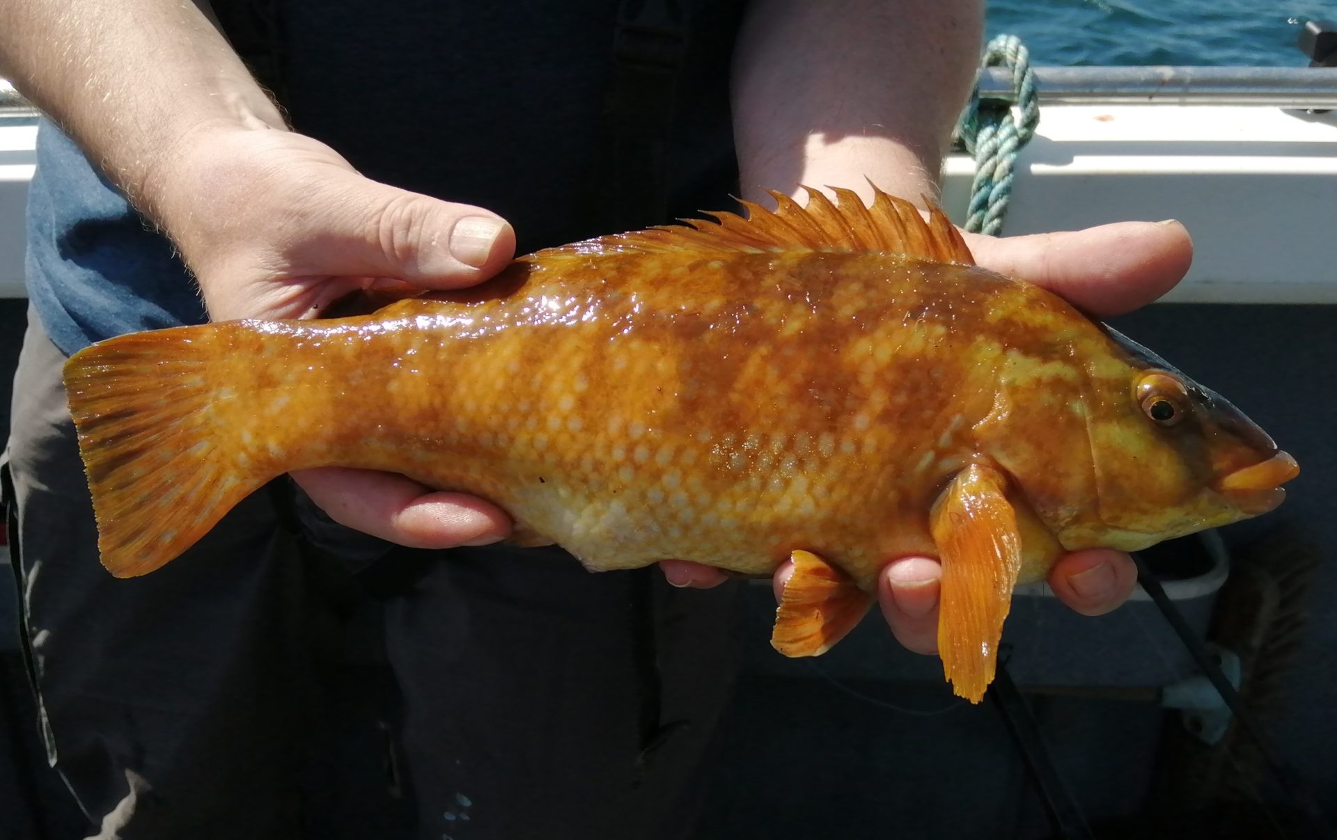 A pretty Ballan Wrasse